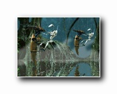 [Click to enlarge image]